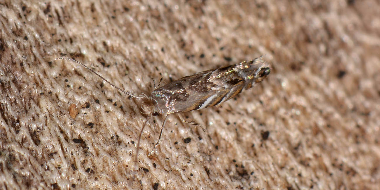 Gracillariidae? Si,  Phyllonorycter robiniella